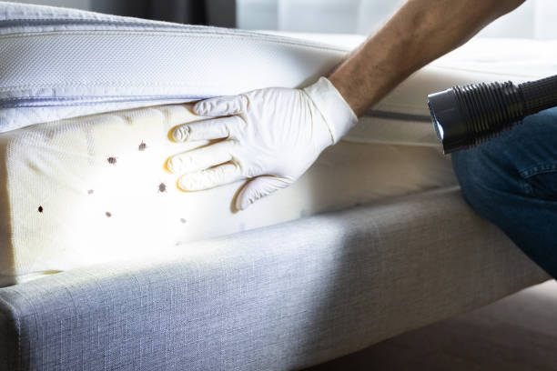 Best Emergency Pest Control  in Ogdensburg, NY