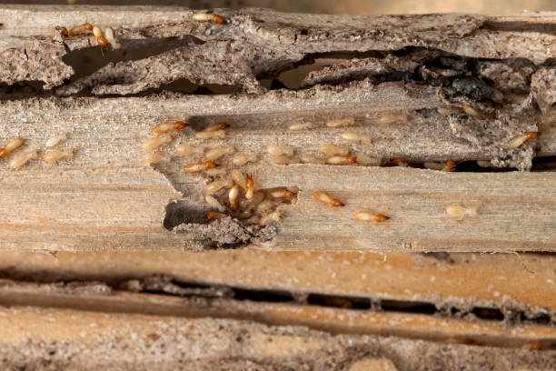 Best Ant Control Services  in Ogdensburg, NY