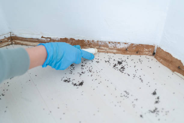 Bird Control in Ogdensburg, NY